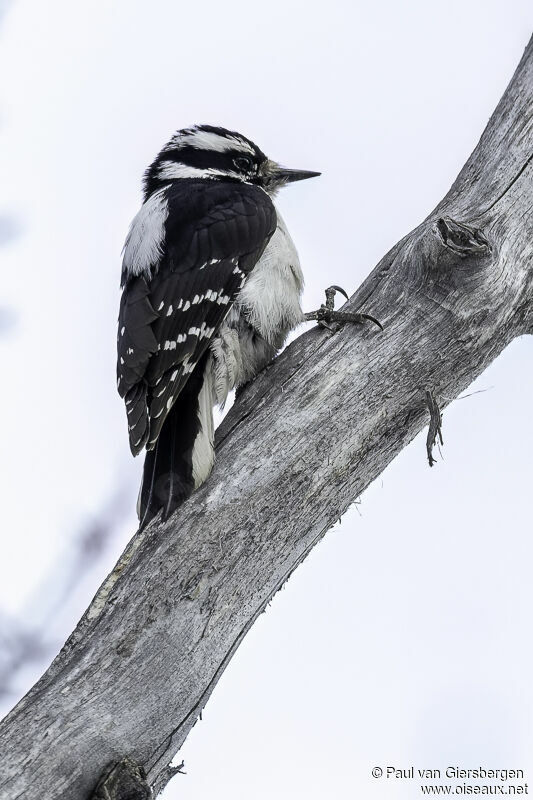 Downy Woodpecker female adult