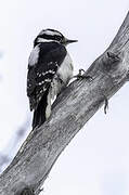 Downy Woodpecker