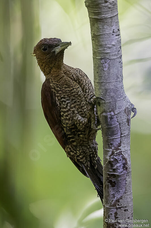 Banded Woodpecker male adult