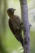 Banded Woodpecker