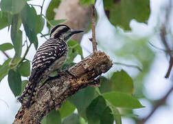 Sunda Pygmy Woodpecker