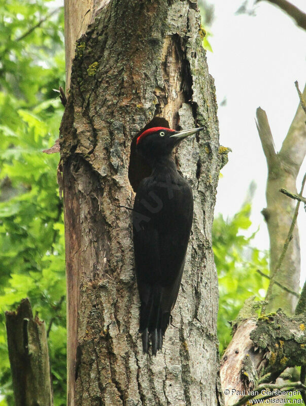 Black Woodpecker