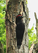 Black Woodpecker