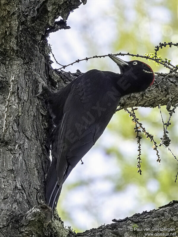 Black Woodpecker male adult