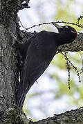 Black Woodpecker