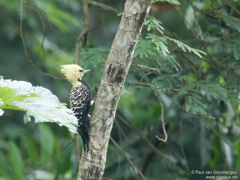 Blond-crested Woodpecker female adult