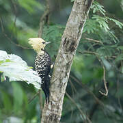 Blond-crested Woodpecker