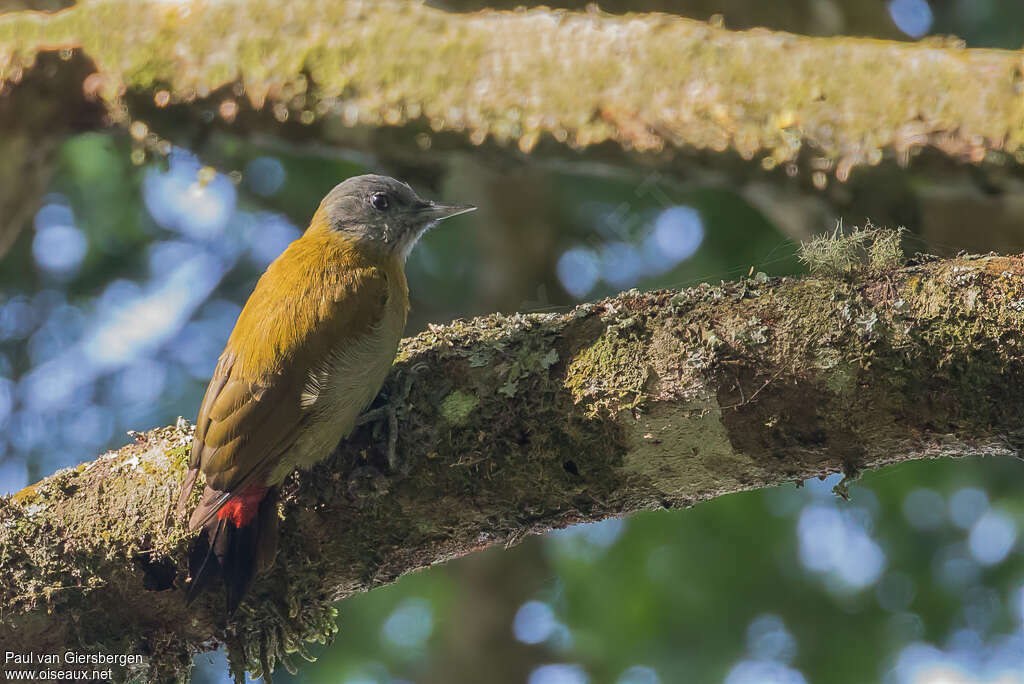 Olive Woodpecker female adult, identification