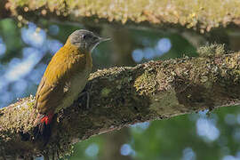 Olive Woodpecker