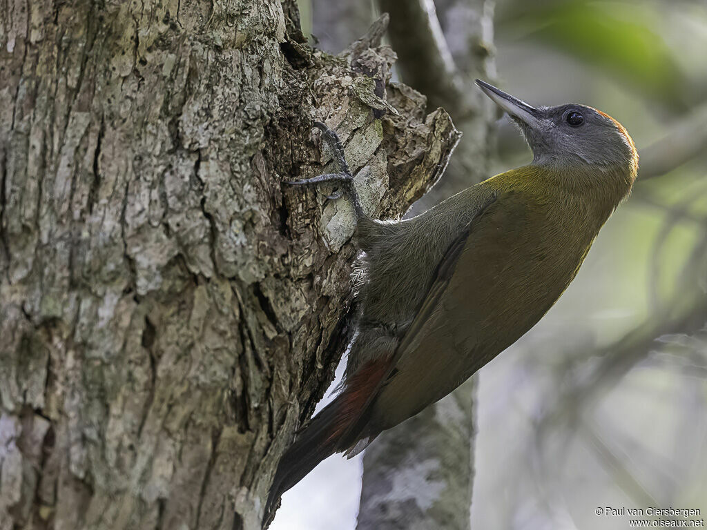 Olive Woodpecker male adult