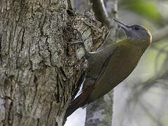 Olive Woodpecker