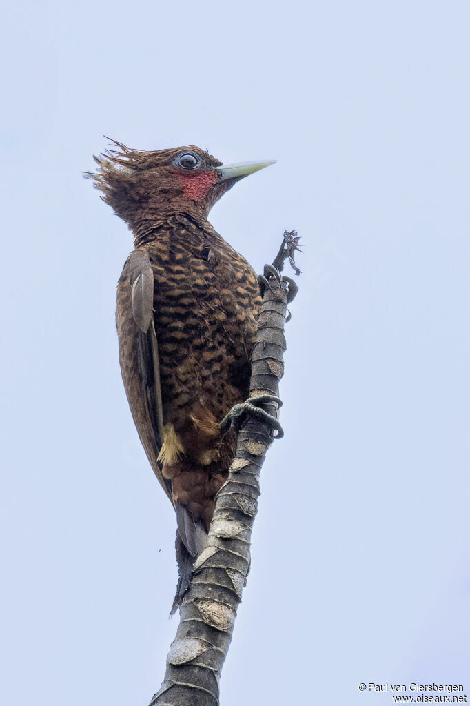 Waved Woodpecker male adult