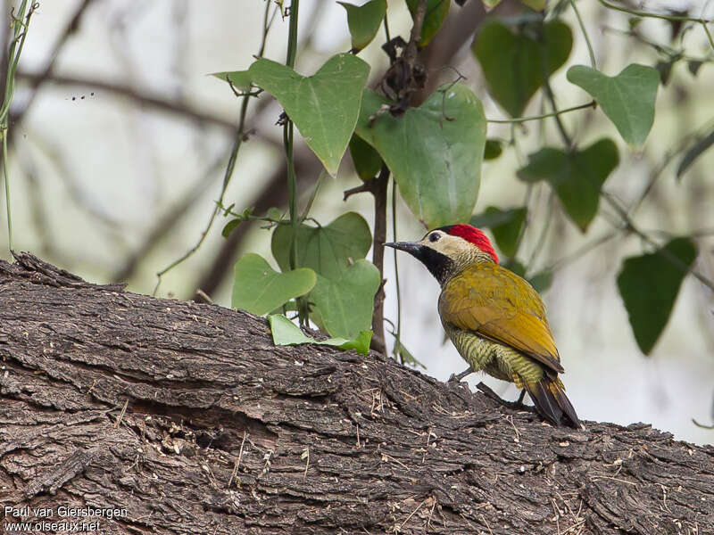 Golden-olive Woodpecker female adult, pigmentation