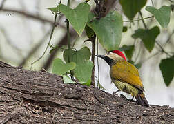 Golden-olive Woodpecker