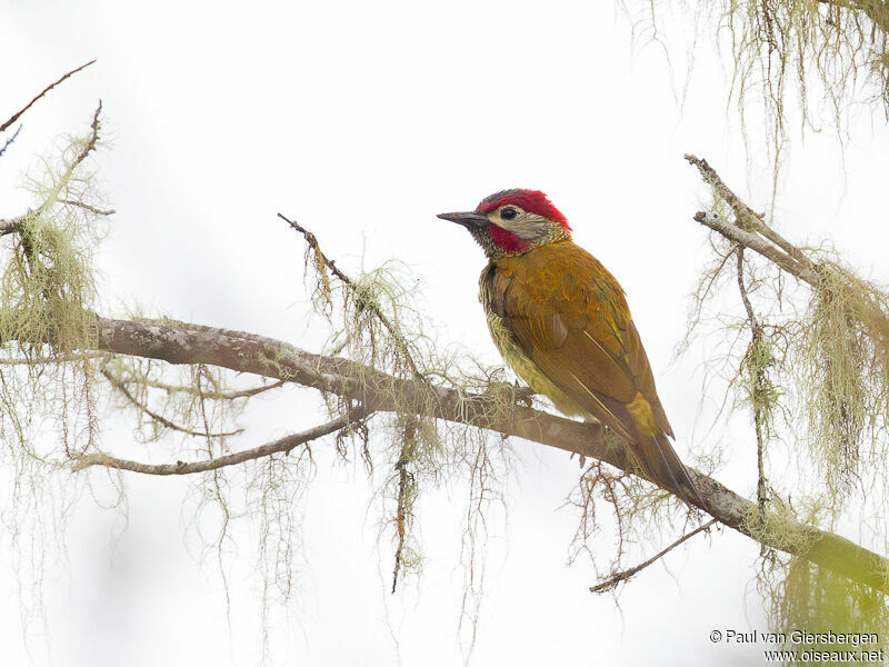 Golden-olive Woodpecker