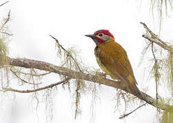 Golden-olive Woodpecker