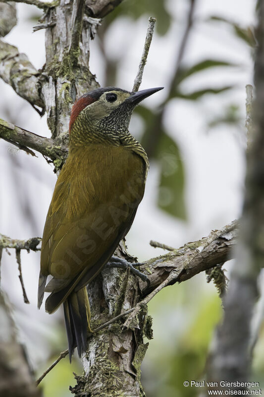 Golden-olive Woodpeckeradult