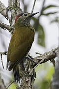 Golden-olive Woodpecker