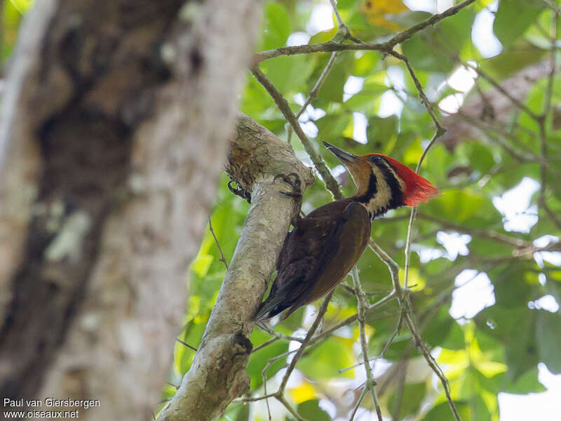 Olive-backed Woodpecker male adult, identification
