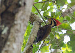 Olive-backed Woodpecker