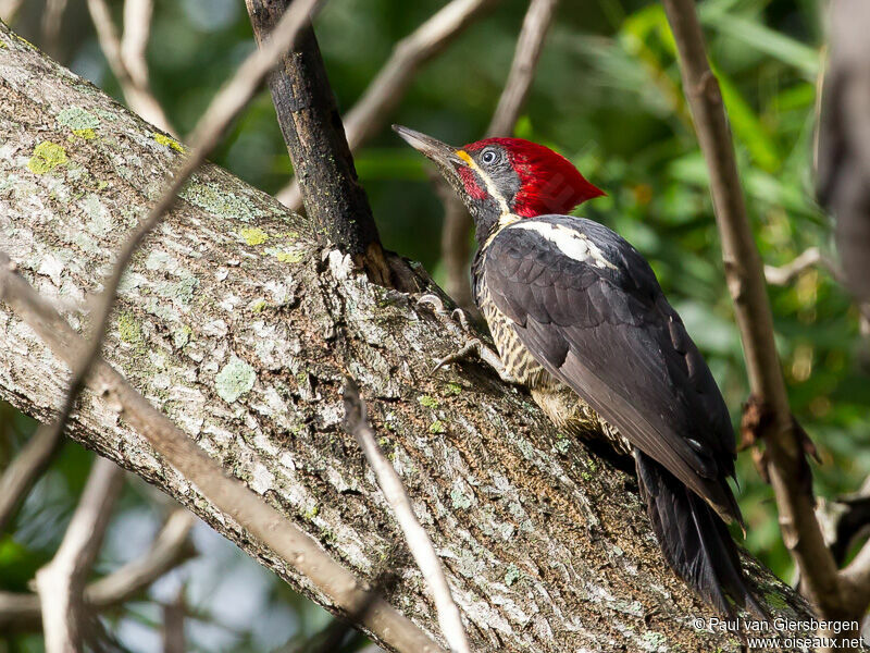 Lineated Woodpeckeradult