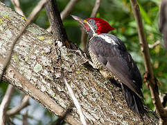 Lineated Woodpecker