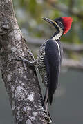 Lineated Woodpecker