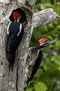 Lineated Woodpecker