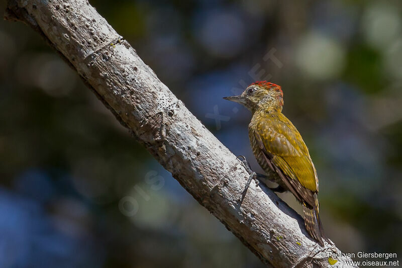 Little Woodpecker