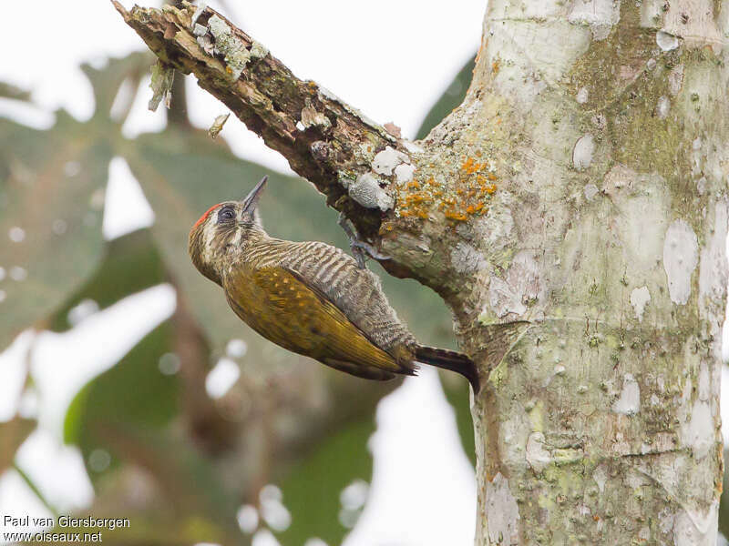 Little Woodpecker male adult, Behaviour