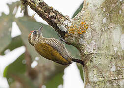 Little Woodpecker