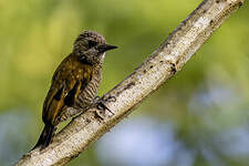 Pic passerin
