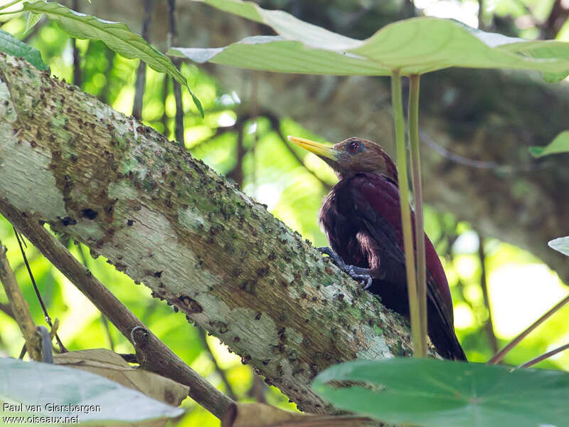 Maroon Woodpecker