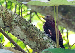 Maroon Woodpecker