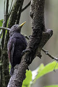 Maroon Woodpecker