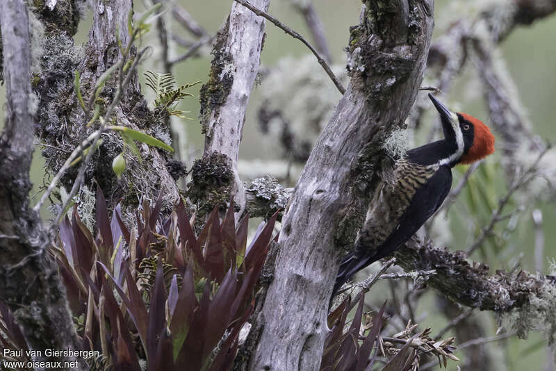 Powerful Woodpecker male adult, identification