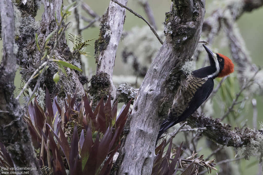 Powerful Woodpecker male adult, identification