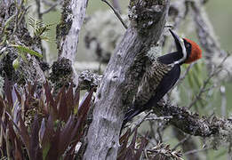 Powerful Woodpecker