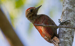 Blood-colored Woodpecker