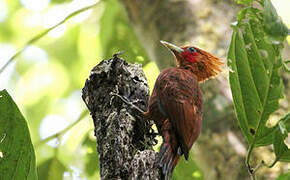 Chestnut-colored Woodpecker