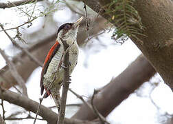 Scarlet-backed Woodpecker