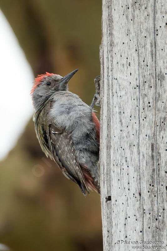 Eastern Grey Woodpecker male adult
