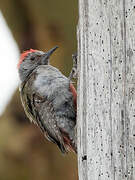 Eastern Grey Woodpecker