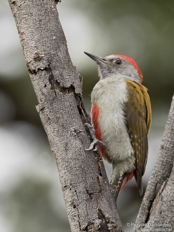 Eastern Grey Woodpecker male adult