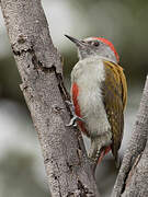 Eastern Grey Woodpecker