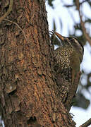 Streak-throated Woodpecker