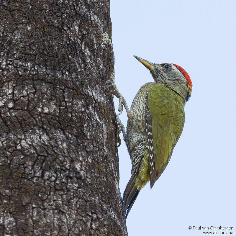 Streak-throated Woodpecker