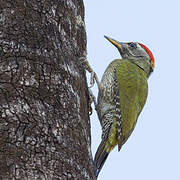 Streak-throated Woodpecker