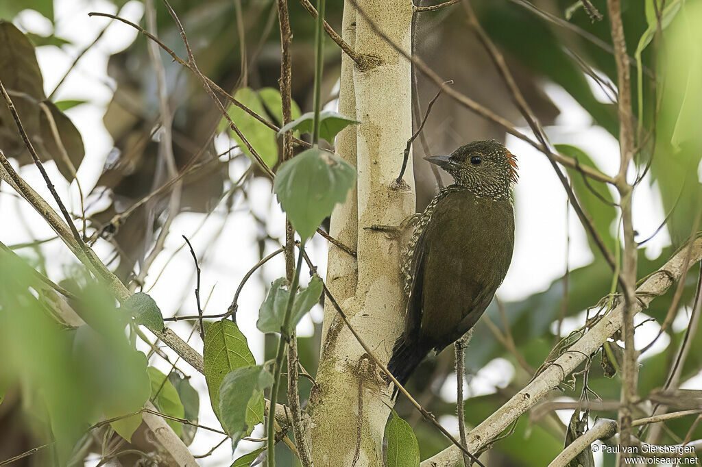 Buff-spotted Woodpeckeradult