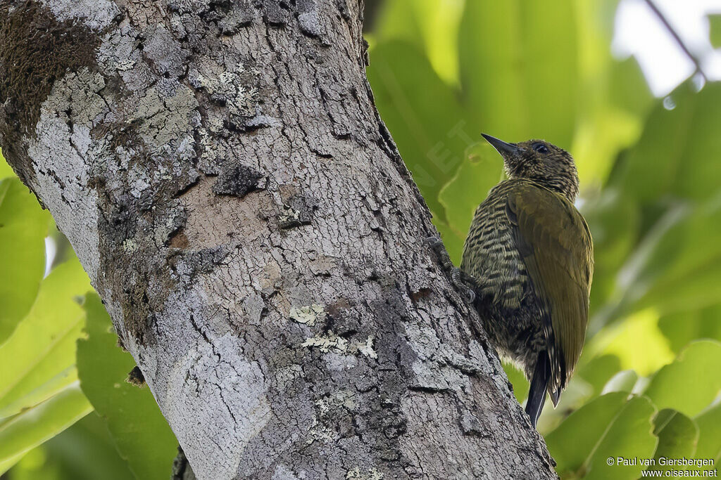 Buff-spotted Woodpeckeradult